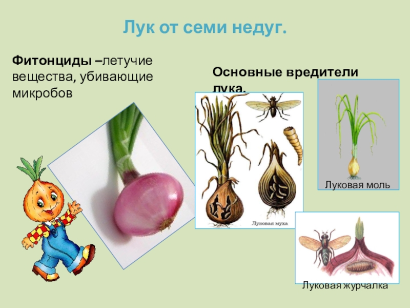 План лук от семи недуг надеждина