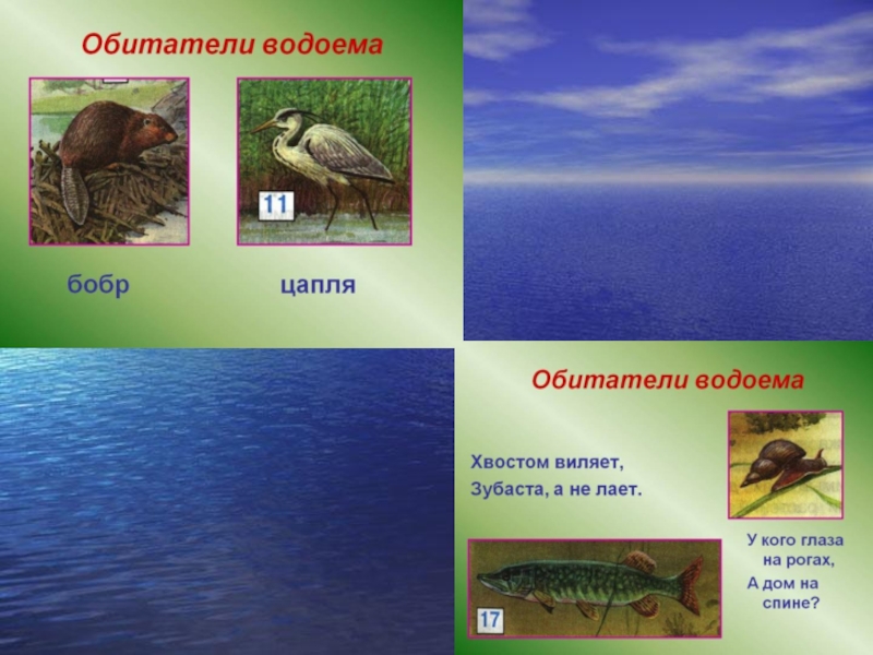 Картинка водоемы и их обитатели