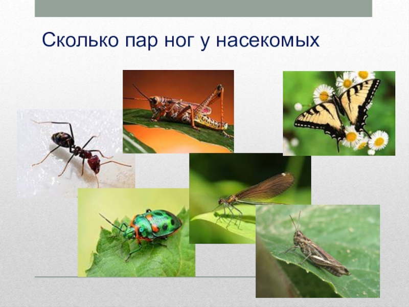 У насекомых три пары конечностей. Сколько пар ног. Сколько пар НОК У насекомых. Насекомые с тремя парами ног. Количество лапок у насекомых.