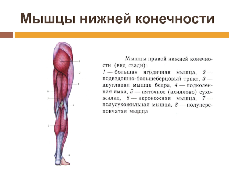 Работа мышц 8 класс биология. Мышцы конечностей биология 8 класс. Мышцы конечностей мышцы нижней конечности. Мышцы нижних конечностей 8 класс. Мышцы нижней конечности анатомия 8 класс.