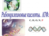Презентация по биологии на тему: Рибонуклеиновые кислоты. АТФ (10 класс).