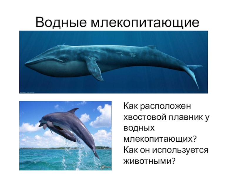 Водные млекопитающие примеры