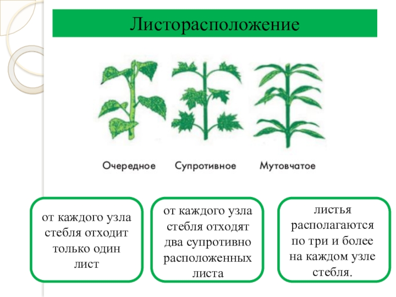 Формулы и диаграммы листорасположения