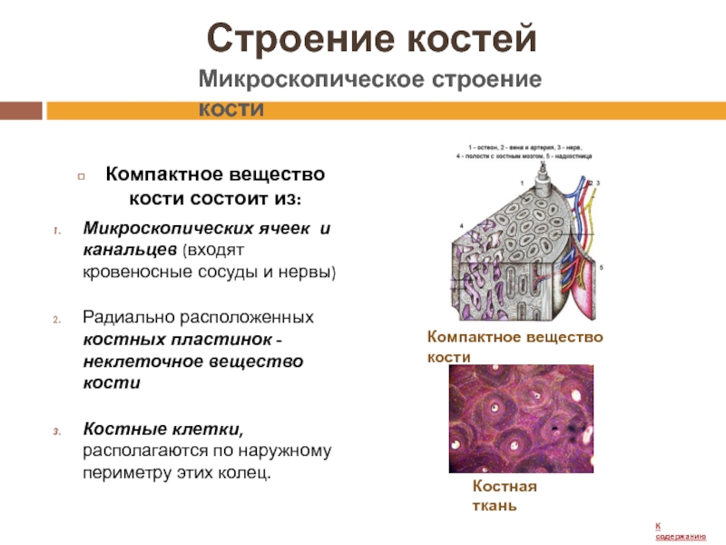 Строение костной ткани лабораторная работа