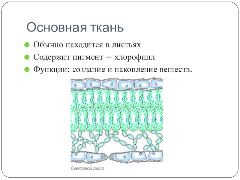 Функции столбчатой ткани. Функции основной ткани листа растения. Основная ткань. Строение основной ткани. Функция основной ткани листа.