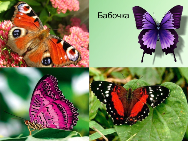 Бабочка какая признаки. Изучение бабочек. День превращения в бабочку. Изучают бабочек. Красивые бабочки для 3 класса..