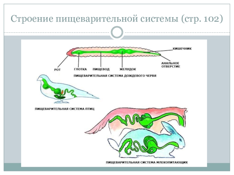 Питание и пищеварение схема