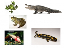 Презентация по окружающему миру на тему Пресмыкающиеся 3 класс Начальная школа XXI века