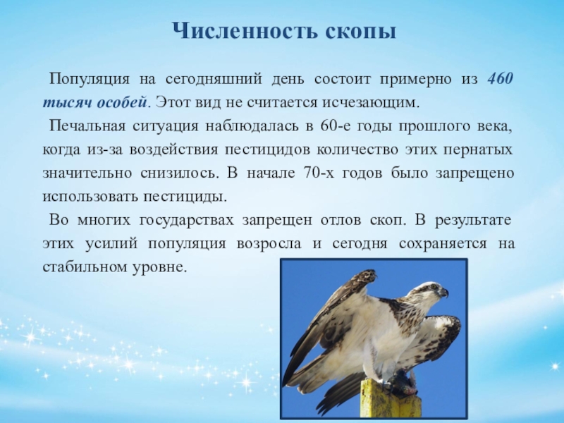 Исчезающим считается вид. Скопа презентация. Птица 2018 года в России. Скопа в Кемеровской области. Какие скопы.