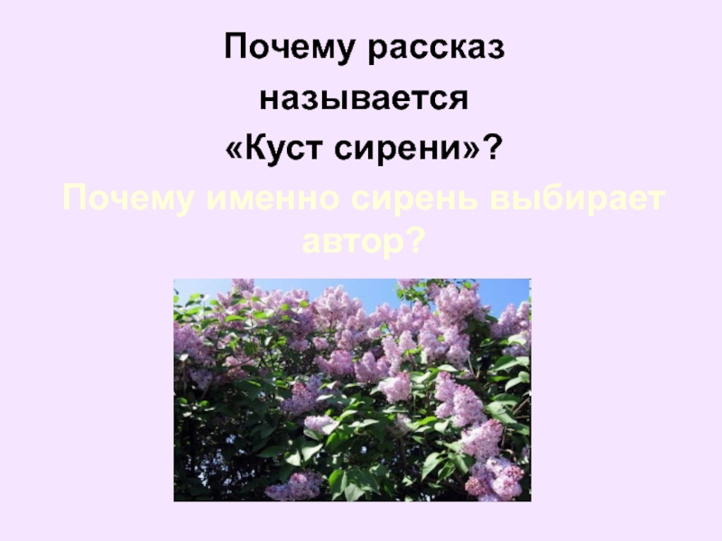 Куприн куст сирени презентация к уроку 8 класс