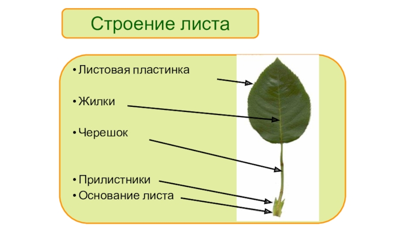 Покажите стрелками и подпишите на рисунке черешок прилистники листовую пластинку впр по биологии