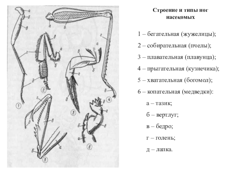 Какими цифрами на рисунке обозначены соответственно прыгательная и копательная конечности насекомых