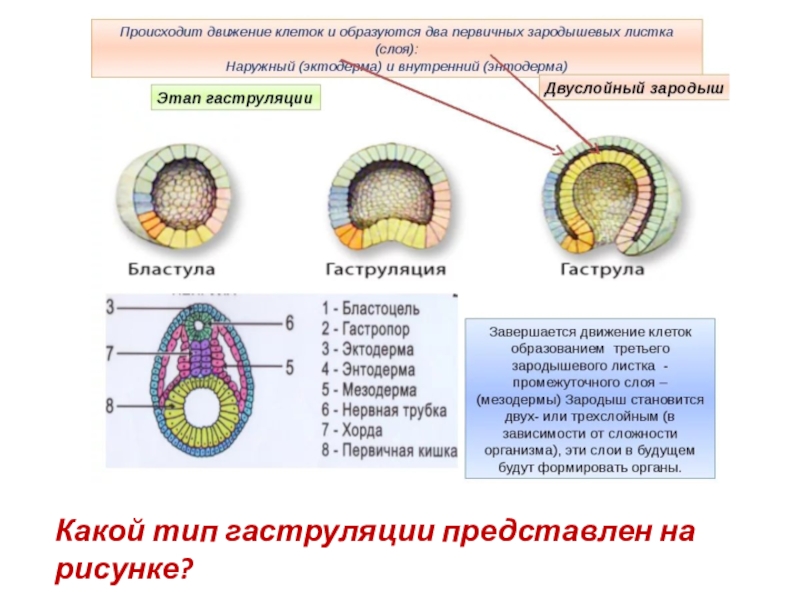 Появление третьего слоя клеток. 2 Фаза гаструляции. Гаструляция 3 зародышевых листка. Строение зародышевых листков эмбриона. Гаструляция 3 слоя.