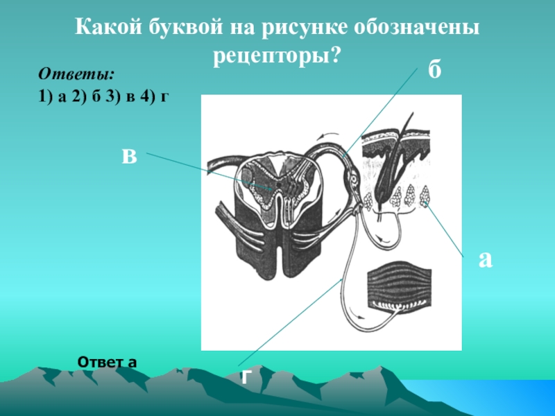 Какой буквой на рисунке обозначена. Какой буквой на рисунке обозначен Рецептор. Какими буквами на рисунке обозначены. Какой буквой на рисунке обозначен Рецептор? 1) А 2) Б 3) В 4) Г. Буквой а на рисунке обозначено изображение.