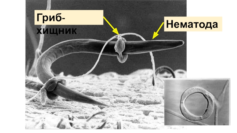 Грибы хищники картинка