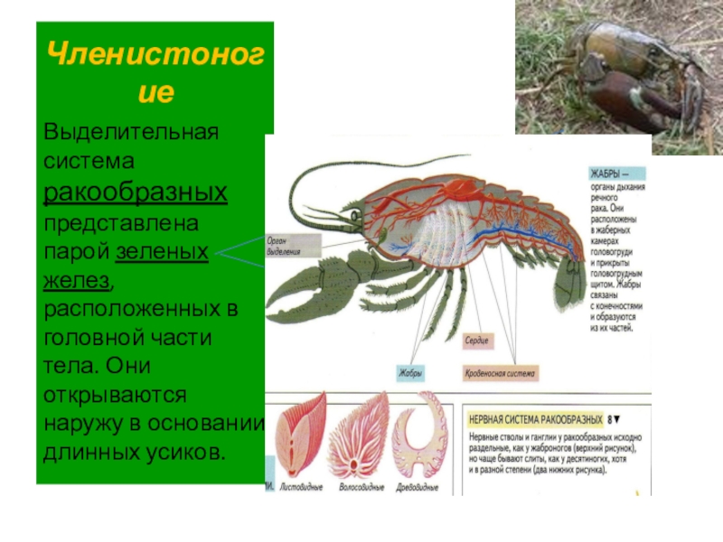 Органы выделения ракообразных. Тип выделительной системы членистоногих. Выделительная система ракообразных схема. Выделительная система ракообразных. Выделительная система членистоногих насекомые.