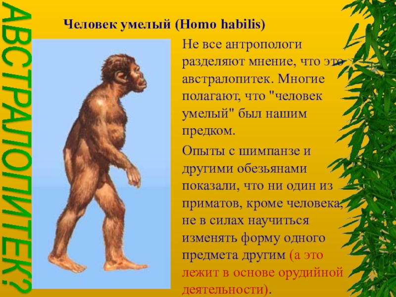 Австралопитек homo habilis. Хомо хабилис австралопитек. Антропогенез человек умелый. Человек умелый homo habilis. Эволюционный Возраст австралопитека.