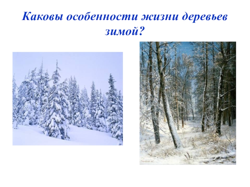 Каковы особенности природы. Каковы особенности жизни деревьев зимой. Описание деревьев в зимнем лесу. Рассказ деревья зимой. Зима покой природы окружающий мир.