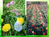 Презентация к уроку биологии Вегетативное размножение растений (6 класс)