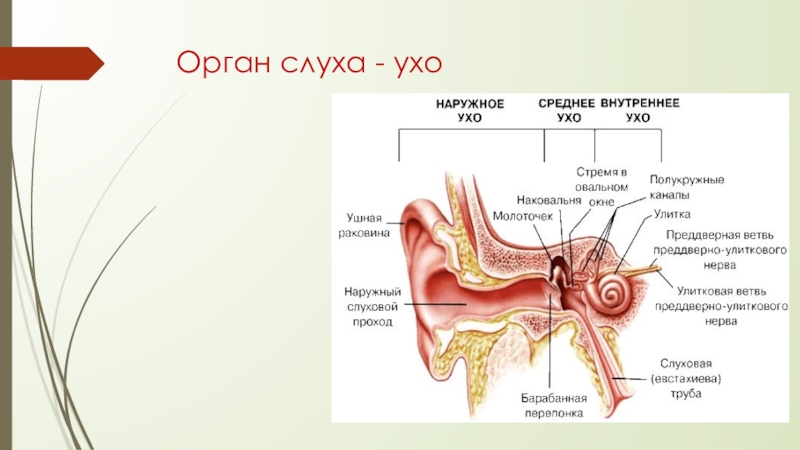 Конспект орган слуха. Органы чувств наружное ухо строение. Строение органа слуха человека 8 класс биология. Название части органа слуха. Слуховой анализатор наружное среднее внутреннее ухо.