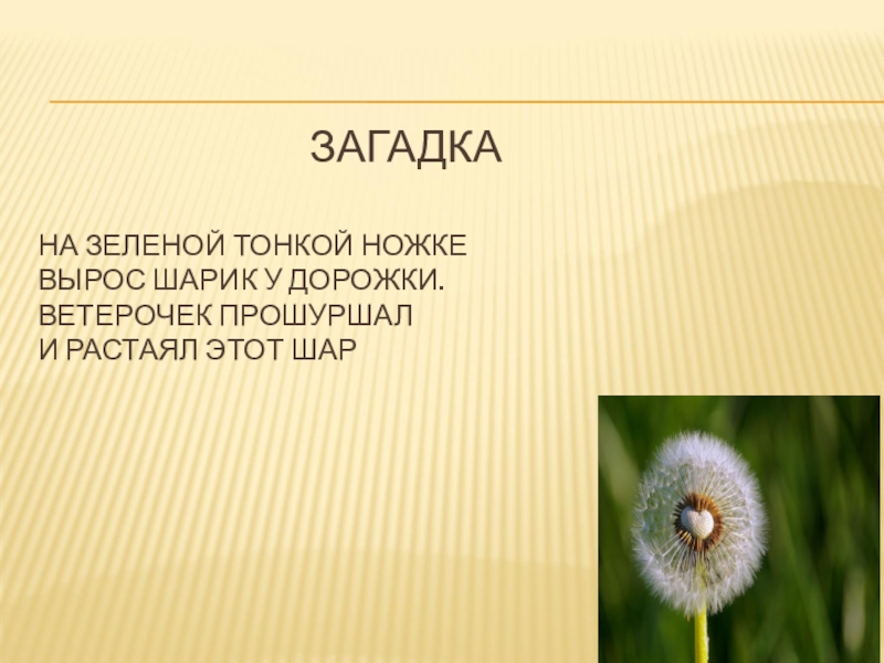 Загадка была зеленой. У дорожке на тоненькоц ножуе. У дорожки на тоненькой ножке. Загадка на тоненьких ножках. У дорожки на тоненькой ножке стоят сестрички.