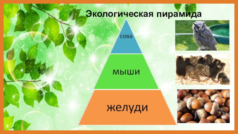 Экологическое равновесие 4 класс окружающий мир презентация