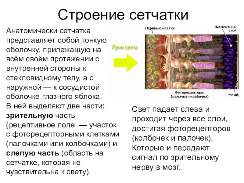 Строение сетчатки. Сетчатка это в биологии. Строение сетчатки биология. Строение сетчатки глаза 8 класс биология. В сетчатке выделяют.