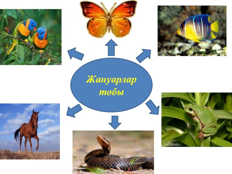 Жануарлар систематика презентация