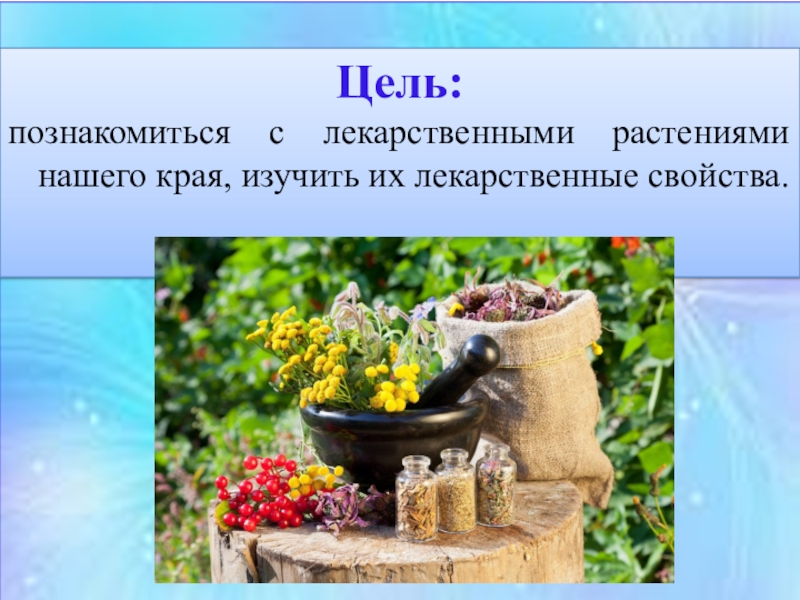 Презентация medicinal plants