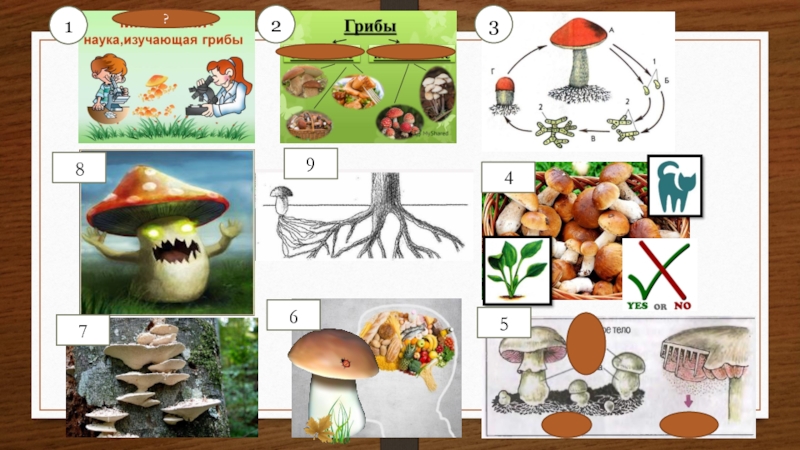 Урок биологии грибы. Грибы разнообразие. Многообразие грибов. Разнообразие грибов презентация. Грибы 5 класс биология.