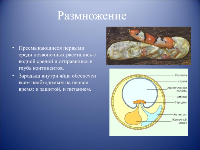 Пресмыкающие размножение