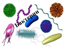 Бактерии