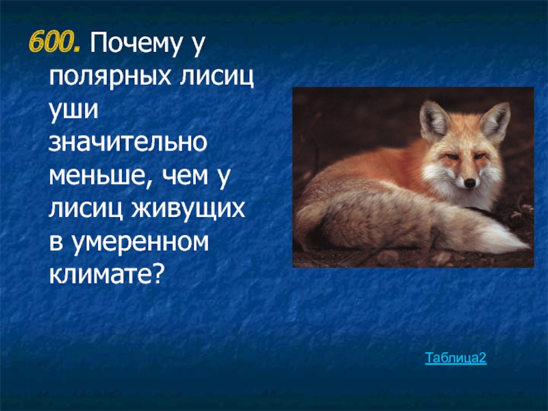 Сколько лет живут лисы. Описание ушей лисы. Лиса размер ушей. Какого размера лисы. Положение ушей у лисиц.