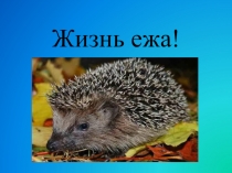 Презентация для интерактивной доски Жизнь ежа! для детей подготовительной группы