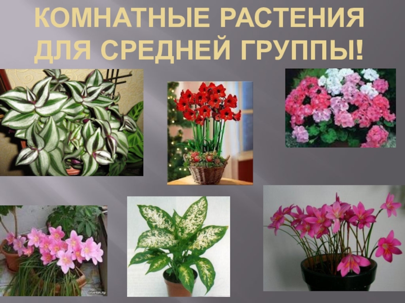 Знакомство С Комнатными Растениями В Средней Группе