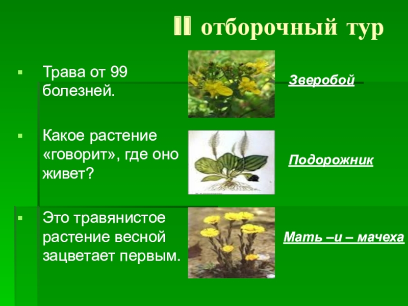 Скажи растение. Название какого растения говорит где оно живет. Название этого растения говорит где оно живет. Название какого растения говорит где оно живет ответ. О каком растении говорят помогает от 99 болезней.