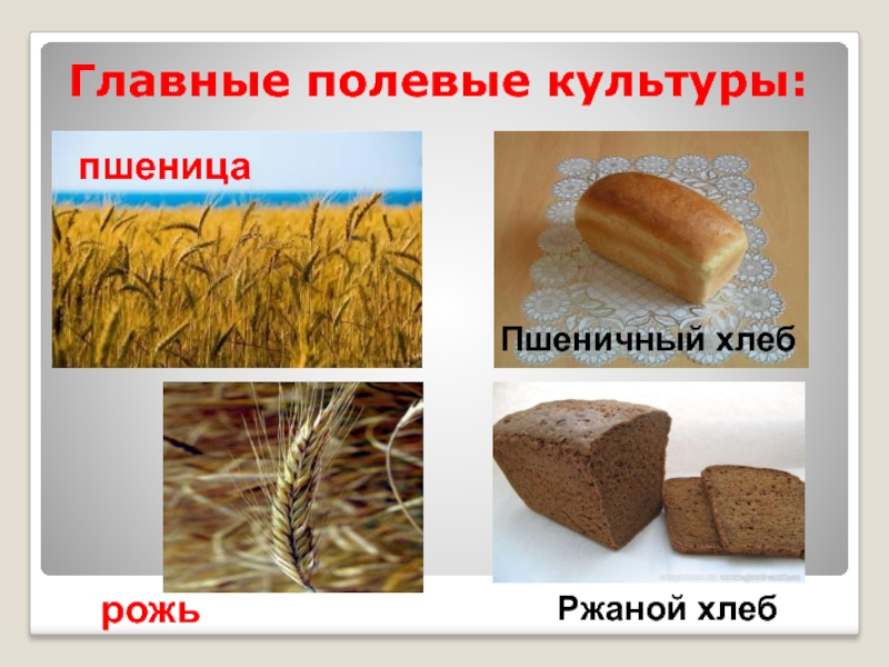 Из каких зерновых культур делают хлеб