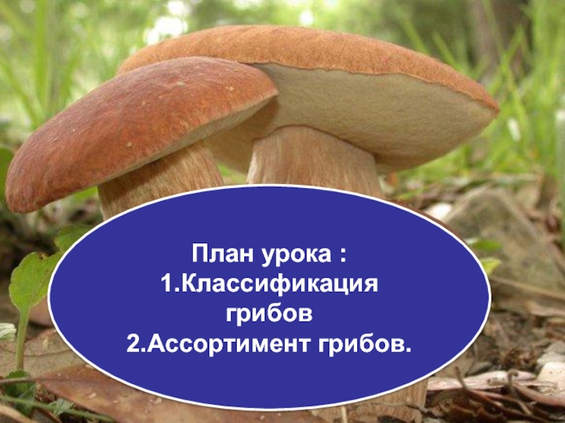 План урока :1.Классификация грибов2.Ассортимент грибов.