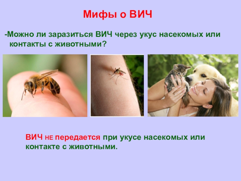 Возбудитель передается через укусы насекомых. ВИЧ передается через насекомых. Передается ли ВИЧ через укус. Передаётся ли ВИЧ через укус человека. Передается ли ВИЧ через укусы насекомых.