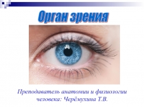 Презентация по анатомии и физиологиии человека на тему: Орган зрения