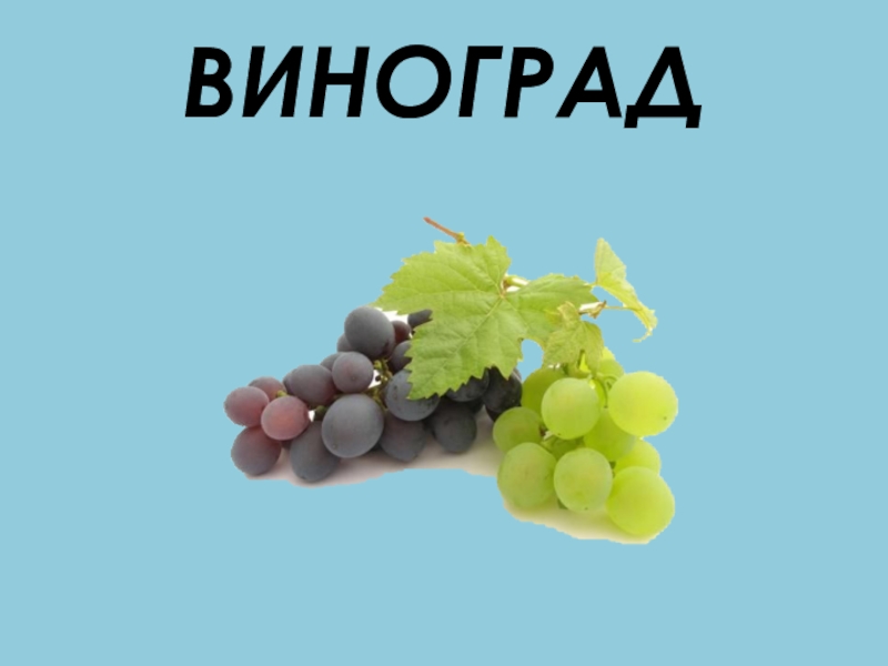 Презентация про виноград