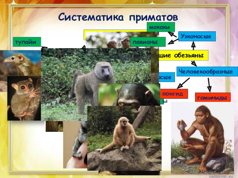 Приматы биология презентация