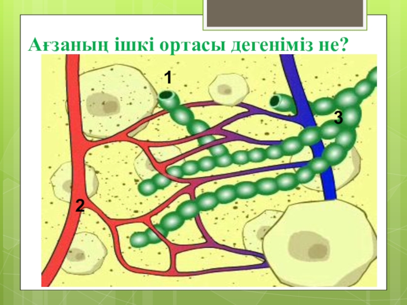 Немало великих ученых знает история человечества схема к предложению