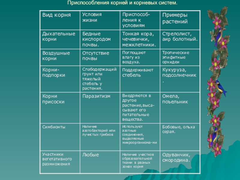 Таблица приспособления. Приспособления у растений корни. Приспособления у растений таблица. Приспособление у растений таблица корни. Корни приспособление биология.