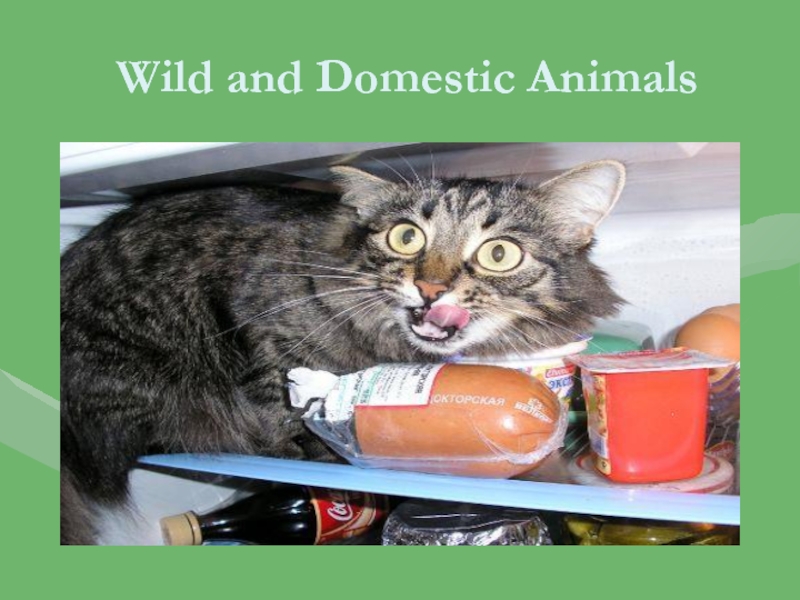 Презентация по английскому языку на тему Wild and domestic animals