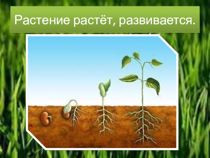 Росло выросло. Растения развиваются. Как растет и развивается растение. Растение растет. Почему растет растение.