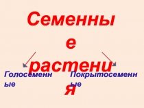 Презентация Классификация растений.Голосеменные