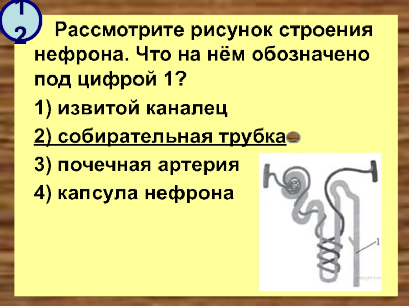 Рассмотрите рисунок строения нефрона под цифрой 1