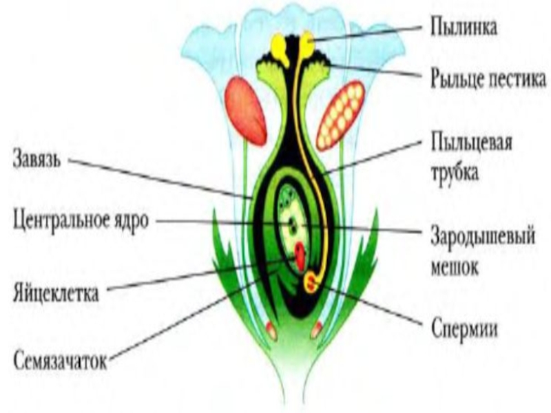 Клетка которая образуется в завязи у цветка. Строение зародышевого мешка цветковых растений. Завязь семязачаток зародышевый мешок. Зародышевый мешок покрытосеменных растений. Зародышевый мешок у цветковых растений это.