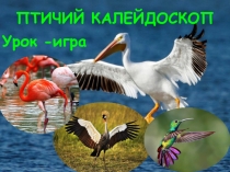 Презентация для урока-игры по теме: Класс Птицы